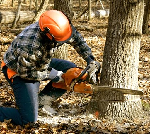 Tree Removal in Tar Heel, NC